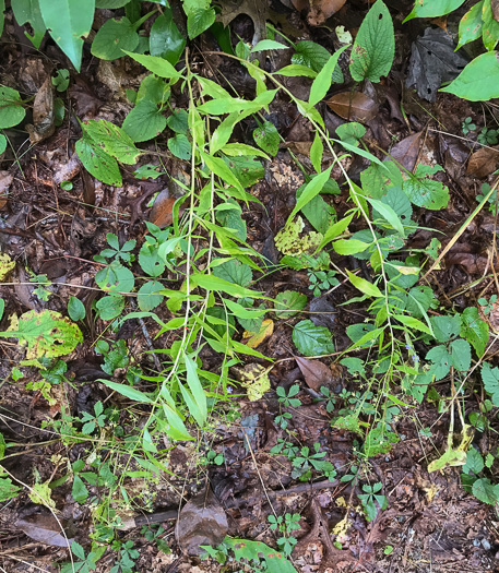 image of Campanula divaricata, Southern Harebell, Appalachian Bellflower