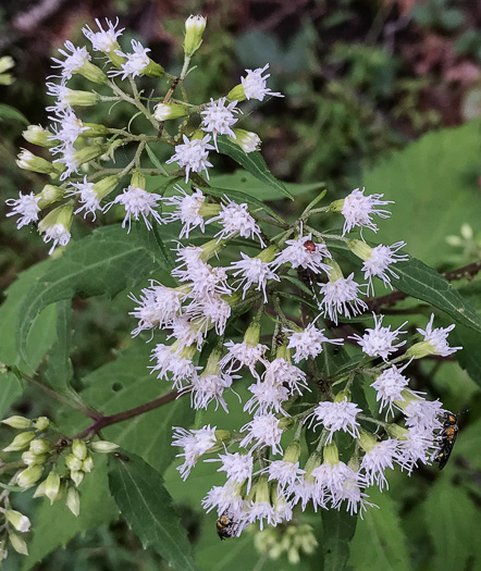 image of Ageratina altissima, Common White Snakeroot, Common Milk-poison