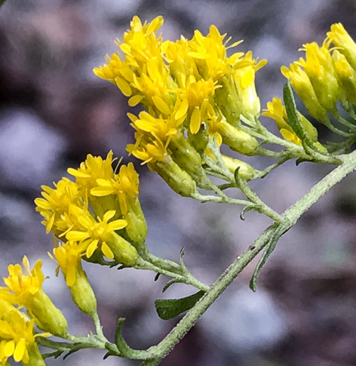 image of Solidago nemoralis var. nemoralis, Eastern Gray Goldenrod