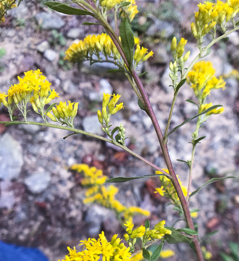 image of Solidago nemoralis ssp. nemoralis, Gray Goldenrod, Eastern Gray Goldenrod
