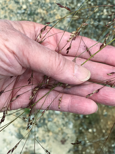 image of Panicum virgatum var. virgatum, Switchgrass, Prairie Switchgrass