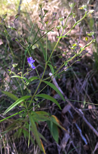 Trichostema setaceum, Narrowleaf Blue Curls