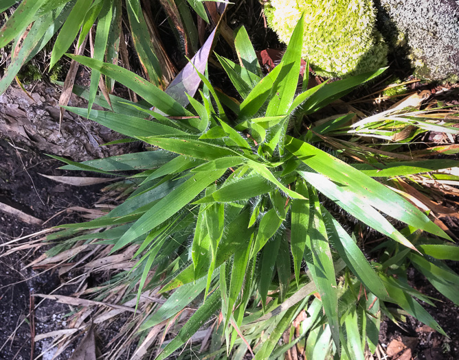 image of Dichanthelium laxiflorum, Open-flower Witchgrass, Open-flower Rosette Grass