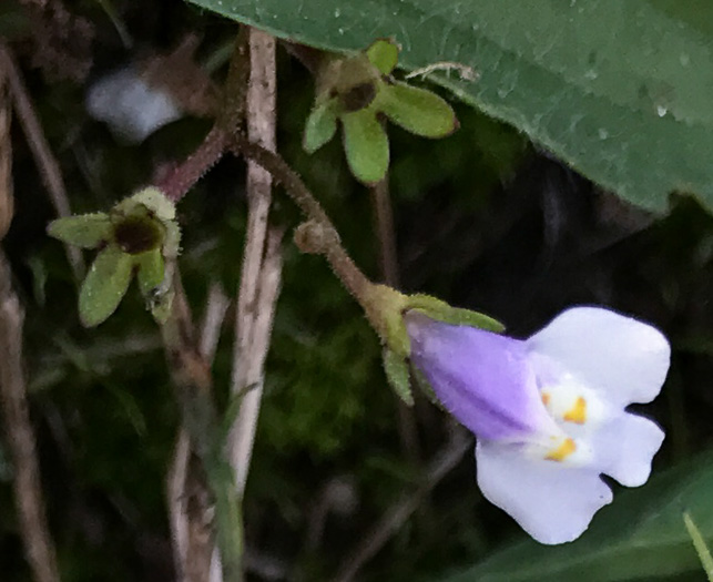 image of Mazus pumilus, Japanese Mazus