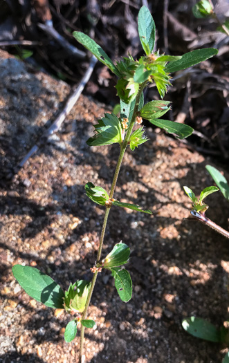 image of Acalypha gracilens, Slender Threeseed Mercury, Slender Copperleaf, Shortstalk Copperleaf