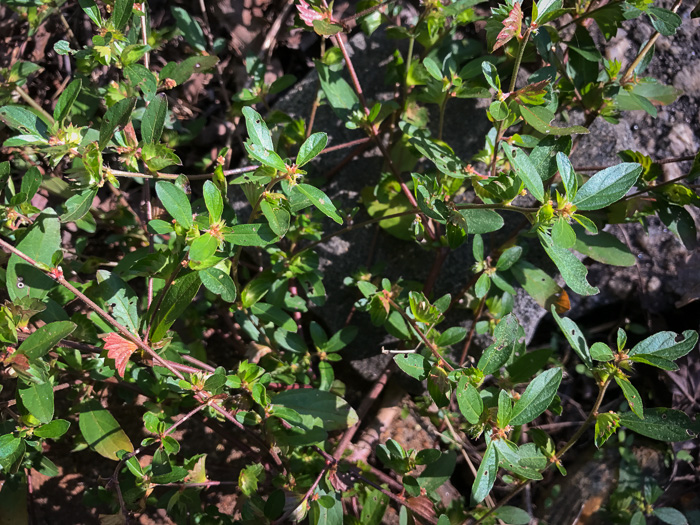 image of Acalypha gracilens, Slender Threeseed Mercury, Slender Copperleaf, Shortstalk Copperleaf