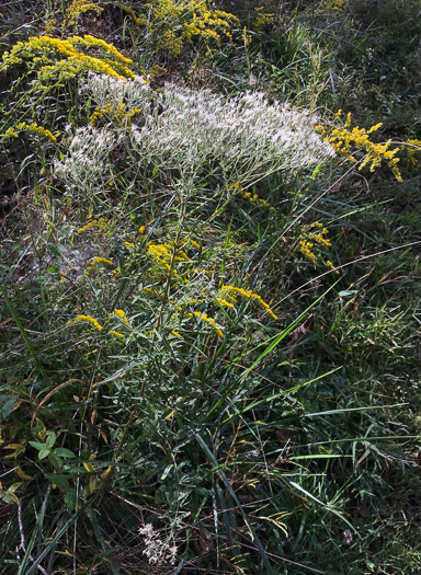 image of Eupatorium torreyanum, Torrey's Thoroughwort, Torrey's Eupatorium