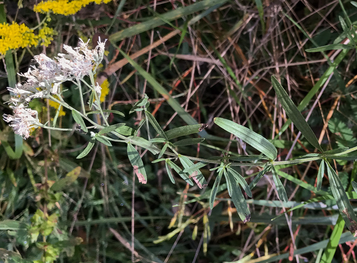 image of Eupatorium torreyanum, Torrey's Thoroughwort, Torrey's Eupatorium
