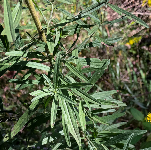 image of Eupatorium torreyanum, Torrey's Thoroughwort, Torrey's Eupatorium