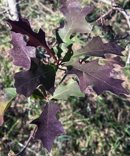 image of Quercus texana, Nuttall Oak, Texas Red Oak