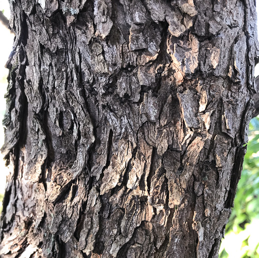 image of Cotinus obovata, American Smoketree