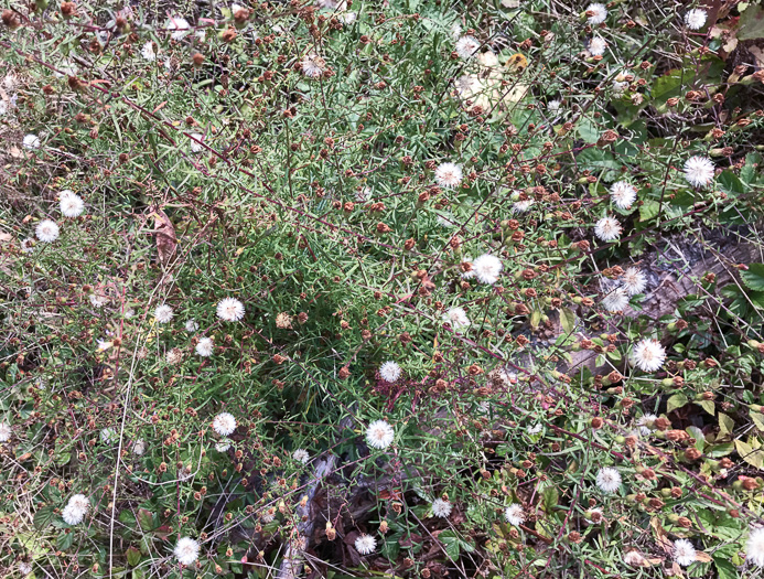 image of Symphyotrichum dumosum var. dumosum, Bushy Aster, Long-stalked Aster, Rice Button Aster