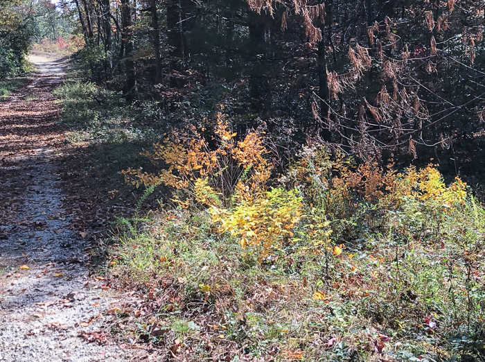 image of Lespedeza bicolor, Bicolor Lespedeza, Bicolor, Shrubby Lespedeza