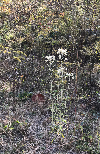 image of Pseudognaphalium obtusifolium, Fragrant Rabbit-tobacco, Eastern Rabbit-tobacco, Sweet Everlasting, Catfoot