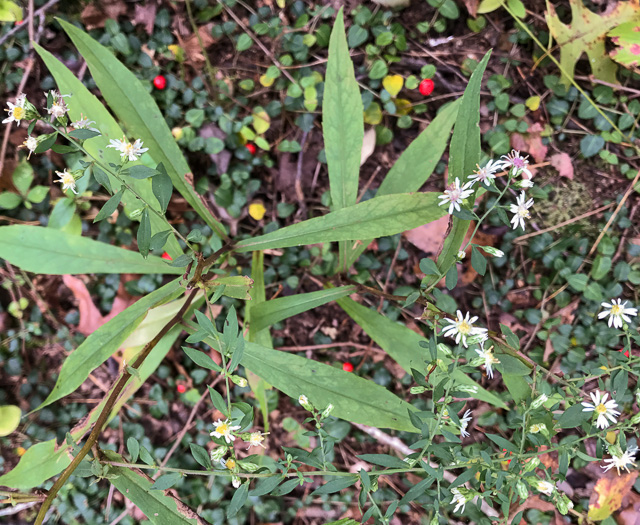 image of Symphyotrichum lateriflorum, Calico Aster, Starved Aster, Goblet Aster