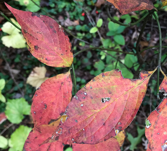 image of Benthamidia florida, Flowering Dogwood