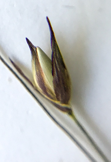 image of Panicum virgatum var. virgatum, Switchgrass, Prairie Switchgrass