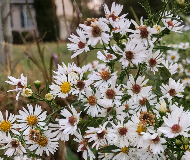 image of Symphyotrichum pilosum var. pilosum, Frost Aster, White Heath Aster