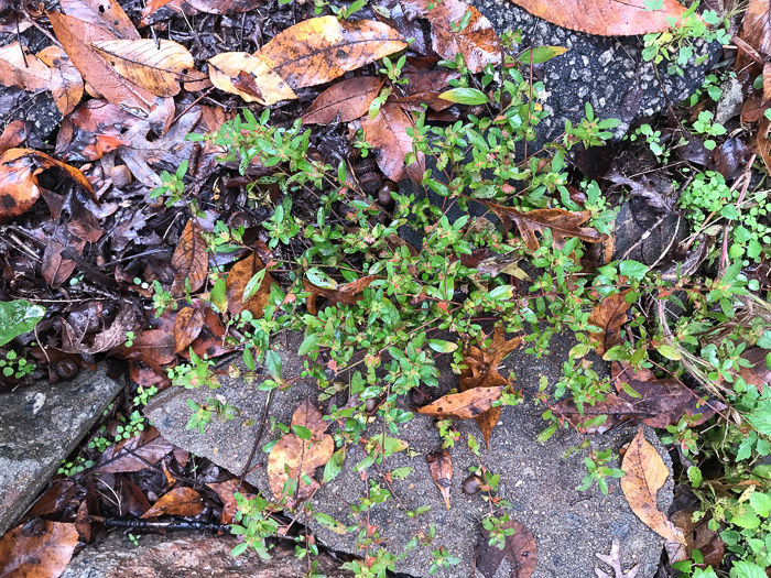 image of Acalypha gracilens, Slender Threeseed Mercury, Slender Copperleaf, Shortstalk Copperleaf