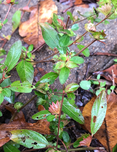 image of Acalypha gracilens, Slender Threeseed Mercury, Slender Copperleaf, Shortstalk Copperleaf