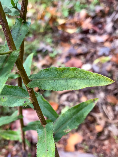 image of Symphyotrichum georgianum, Georgia Aster