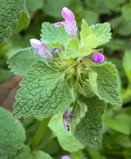 image of Lamium purpureum, Purple Deadnettle, Red Deadnettle, Purple Archangel