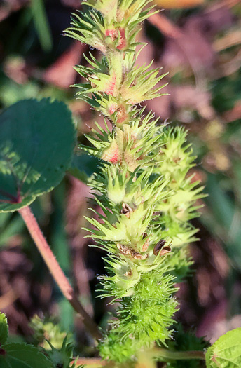image of Acalypha ostryifolia, Pineland Threeseed Mercury, Hophornbeam Copperleaf, Roughpod Copperleaf