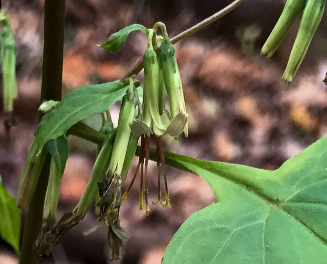 Nabalus altissimus, Tall Rattlesnake-root, Tall White Lettuce