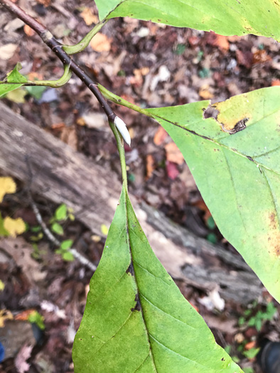 image of Magnolia acuminata var. acuminata, Cucumber Magnolia, Cucumber-tree