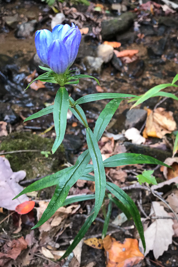 image of Gentiana saponaria, Soapwort Gentian, Harvestbells