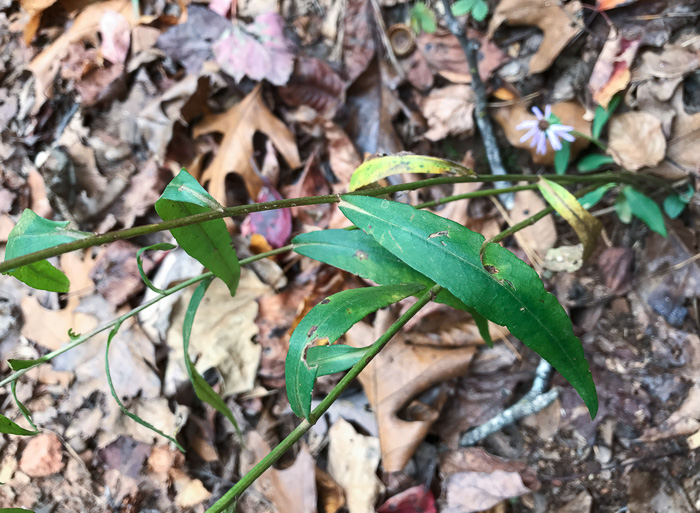 image of Symphyotrichum retroflexum, Curtis's Aster, Rigid Whitetop Aster