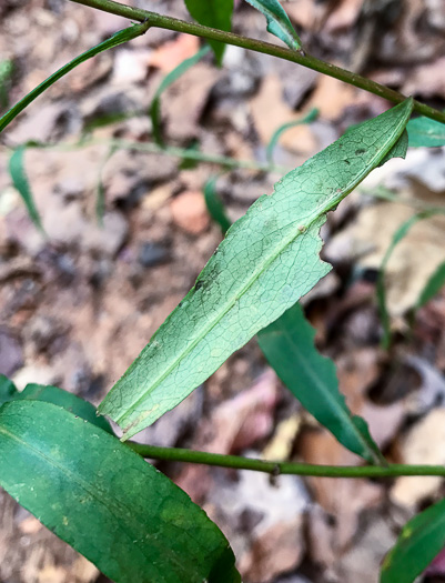 image of Symphyotrichum retroflexum, Curtis's Aster, Rigid Whitetop Aster