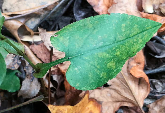 image of Symphyotrichum undulatum, Wavyleaf Aster