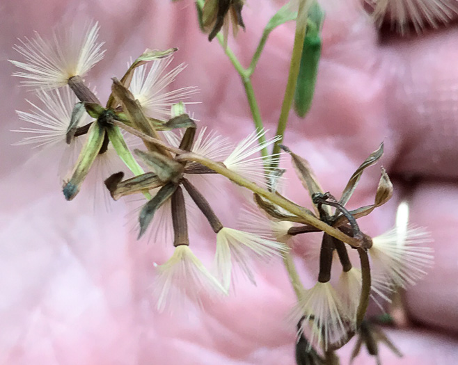 Nabalus altissimus, Tall Rattlesnake-root, Tall White Lettuce