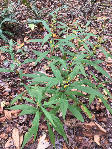 image of Solidago curtisii, Curtis's Goldenrod