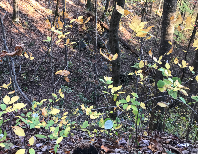 image of Calycanthus floridus, Sweetshrub, Carolina Allspice, Strawberry-shrub