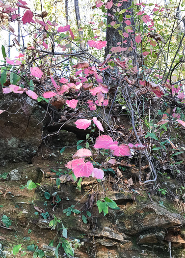 image of Viburnum acerifolium, Mapleleaf Viburnum, Maple-leaved Arrowwood, Dockmackie