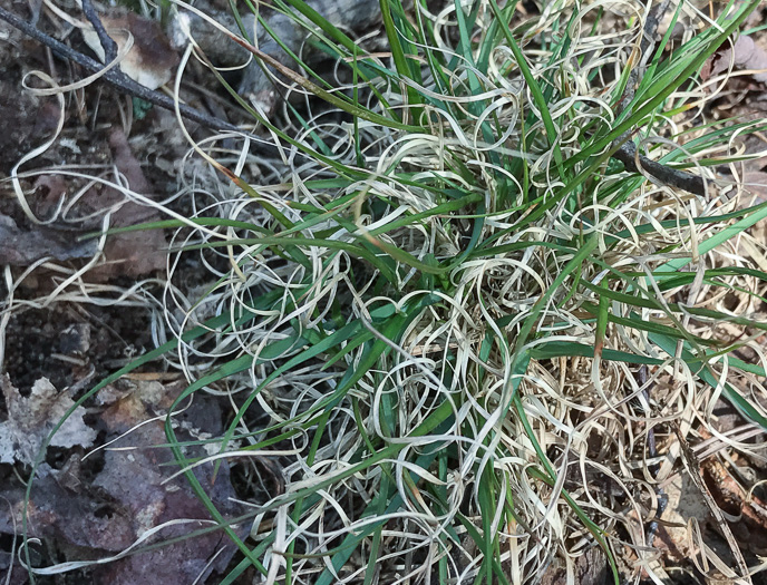 image of Danthonia spicata, Poverty Oatgrass, Moonshine Grass, 'Curly Dan'