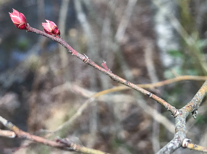 image of Vaccinium arboreum, Sparkleberry, Farkleberry