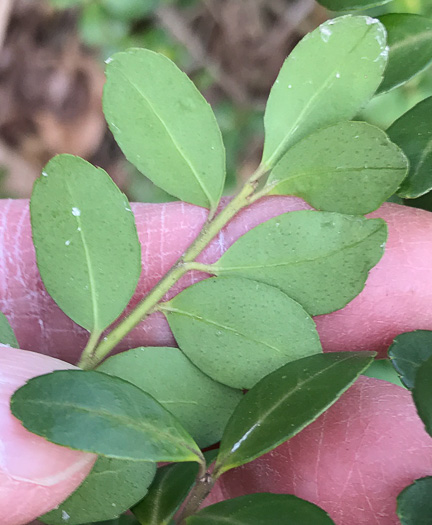 image of Ilex crenata, Japanese Holly