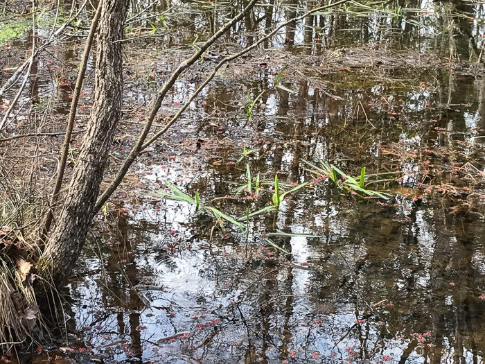 image of Sparganium americanum, American Bur-reed