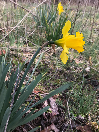 image of Narcissus pseudonarcissus, Common Daffodil, Trumpet Narcissus