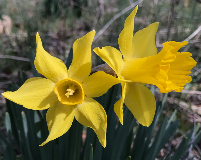 image of Narcissus pseudonarcissus, Common Daffodil