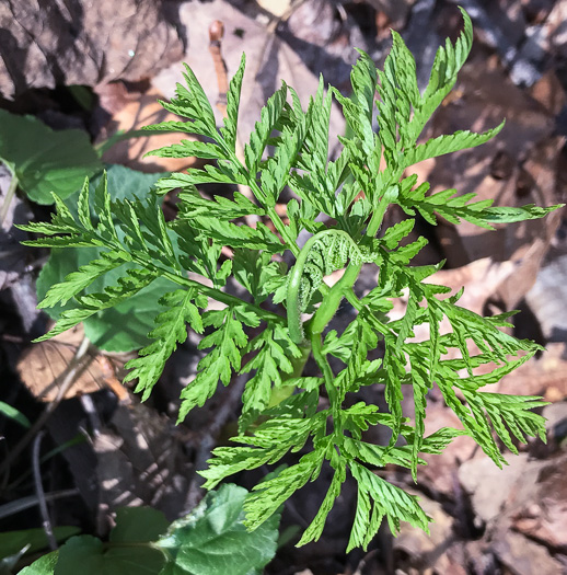 image of Botrypus virginianus, Rattlesnake Fern, Sang-find