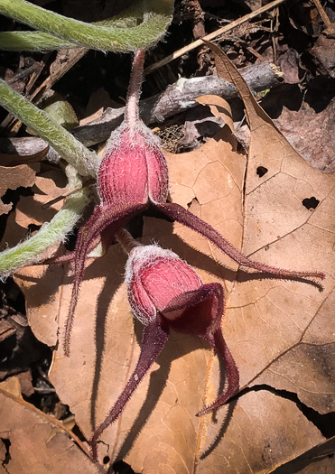 image of Asarum acuminatum, Acuminate Wild Ginger