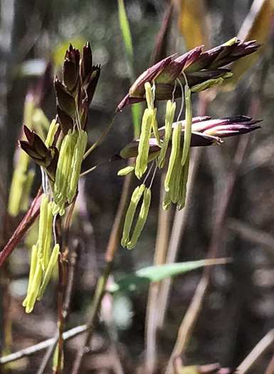 image of Arundinaria tecta, Switch Cane, Small Cane, Mutton Grass