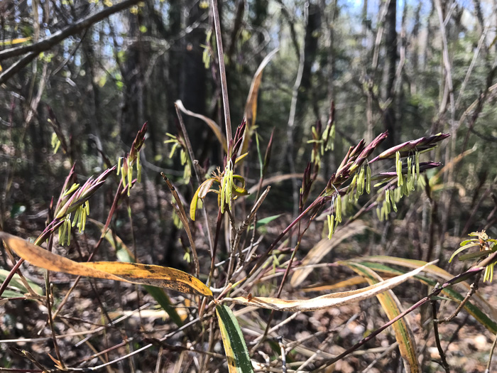 image of Arundinaria tecta, Switch Cane, Small Cane, Mutton Grass