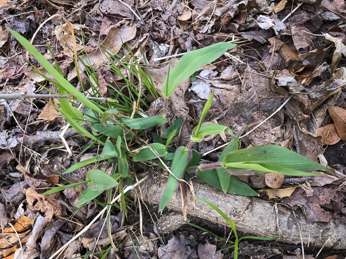 image of Dichanthelium clandestinum, Deer-tongue Witchgrass