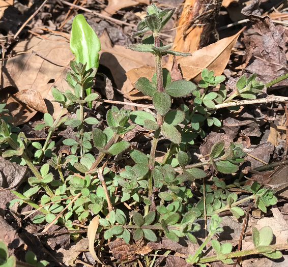 image of Galium pilosum, Hairy Bedstraw