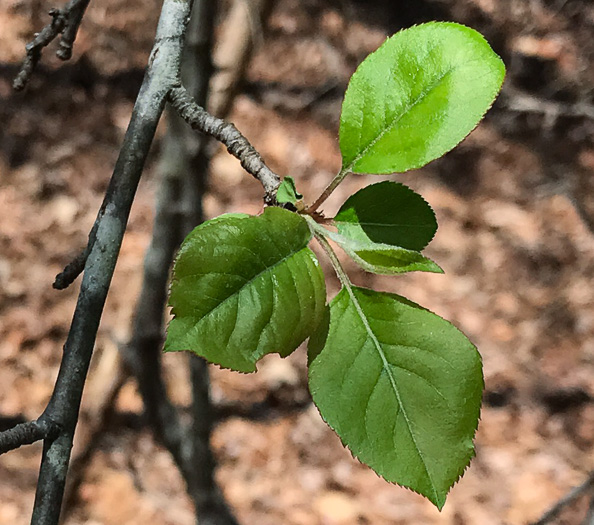 image of Malus domestica, Common Apple